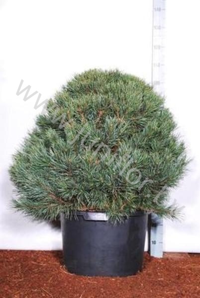 Ель Pinus Watereri