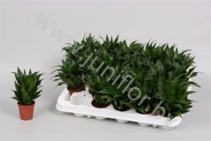 Драцена Dracaena Pequena