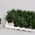 Драцена Dracaena Pequena Драцена Dracaena Pequena