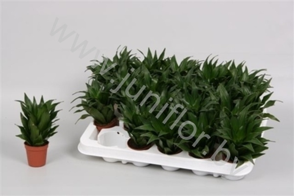 Драцена Dracaena Pequena