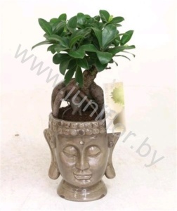 Фикус Ficus Ginseng 300gr In Boeddha Pot