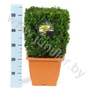 Самшит Buxus Sempervivum Cube