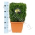 Самшит Buxus Sempervivum Cube Самшит Buxus Sempervivum Cube