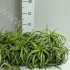 Хлорофитум Chlorophytum com. Bonnie Хлорофитум Chlorophytum com. Bonnie