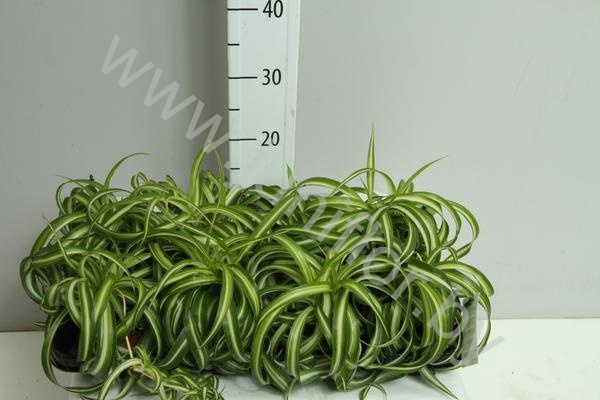 Хлорофитум Chlorophytum com. Bonnie