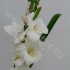 Гладиолус Gladioli White Essential Гладиолус Gladioli White Essential