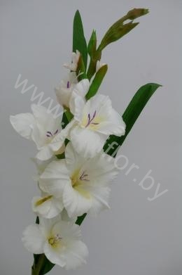 Гладиолус Gladioli White Essential