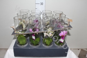 Фаленопсис Phal Mini In Frosted Glass