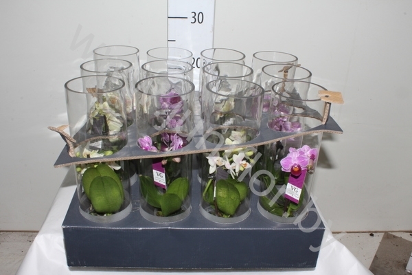 Фаленопсис Phal Mini In Frosted Glass