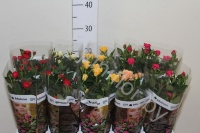 Роза Rosa Maison Onlymix gemengd