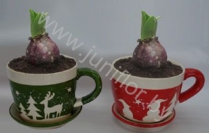 Гиацинт Cup Rendier Groen_Rood12+Hyacint