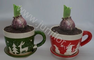 Гиацинт Cup Rendier Groen_Rood12+Hyacint