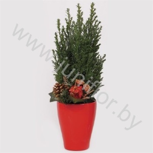 Кипарис Cham.Vase Red Kersttoef NO SNOW