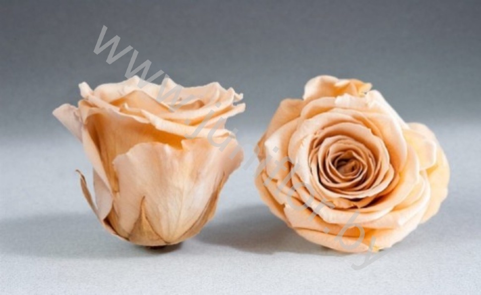 Стабилизированная роза Rose pr Cha01