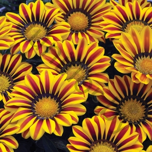 Гацания Gazania Splendens Big Kiss Yellow Stripe 