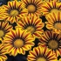 Гацания Gazania Splendens Big Kiss Yellow Stripe Гацания Gazania Splendens Big Kiss Yellow Stripe