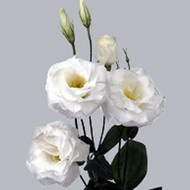 Эустома Mariachi White