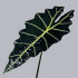 Alocazia_Amazonica.jpg Alocazia Amazonica
