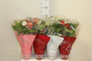 Антуриум Mix In SeasonHoes