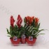 Бромелия Rood In Eileen Po