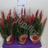 Вризея Astrid (MultiFlower)