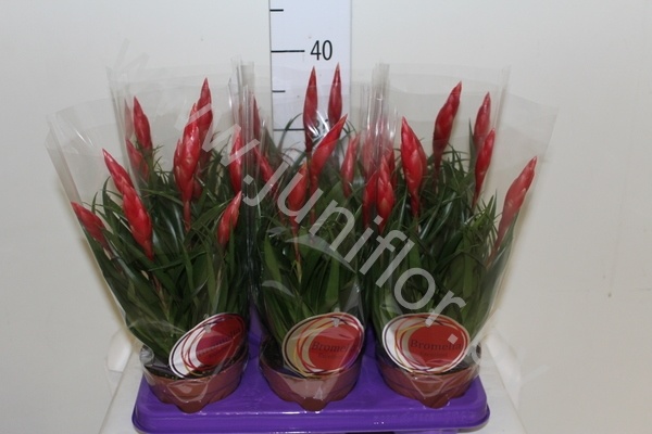 Вризея Astrid (MultiFlower)