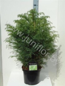 Криптомерия Cryptomeria Elegans Viridis