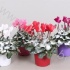 Цикламен Cyclamen Met Sneeuw Цикламен Cyclamen Met Sneeuw