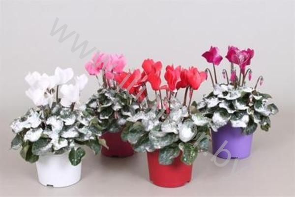 Цикламен Cyclamen Met Sneeuw