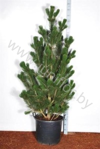 Ель Pinus Satellit