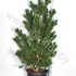 Ель Pinus Satellit Ель Pinus Satellit