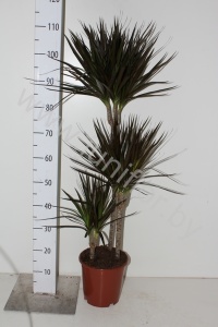 Драцена Dracaena Magenta 60-30-15