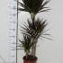 Драцена Dracaena Magenta 60-30-15 Драцена Dracaena Magenta 60-30-15