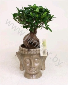 Фикус Ficus Ginseng 500gr In Boeddha Pot