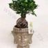 Фикус Ficus Ginseng 500gr In Boeddha Pot