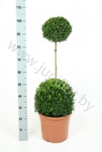 Самшит Buxus Sempervivum Duo-Bol (Super)