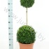 Самшит Buxus Sempervivum Duo-Bol (Super) Самшит Buxus Sempervivum Duo-Bol (Super)