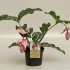 Мединилла Medinella J'adore Dolce vita 2 knop Мединилла Medinella J'adore Dolce vita 2 knop