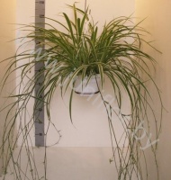 Хлорофитум Chlorophytum Variegatum