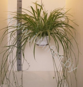 Хлорофитум Chlorophytum Variegatum