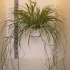 Хлорофитум Chlorophytum Variegatum Хлорофитум Chlorophytum Variegatum