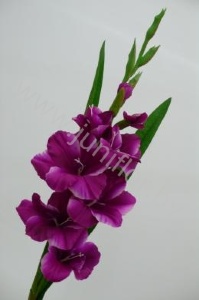 Гладиолус Gladioli Purple