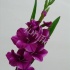 Гладиолус Gladioli Purple