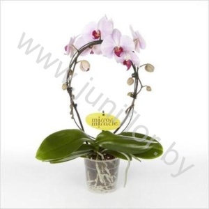 Фаленопсис Phal Mirror Miracle Pink