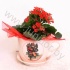 Каланхоэ Cup X-mas 16cm+Kalanchoe