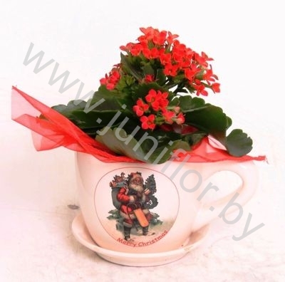 Каланхоэ Cup X-mas 16cm+Kalanchoe