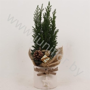 Кипарис Cham.Strik White Kersttoef NO SNOW