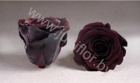 Стабилизированная роза Rose pr CHO01
