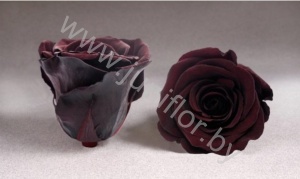Стабилизированная роза Rose pr CHO01