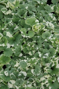 Глехома Glechoma Hederacea Variegata